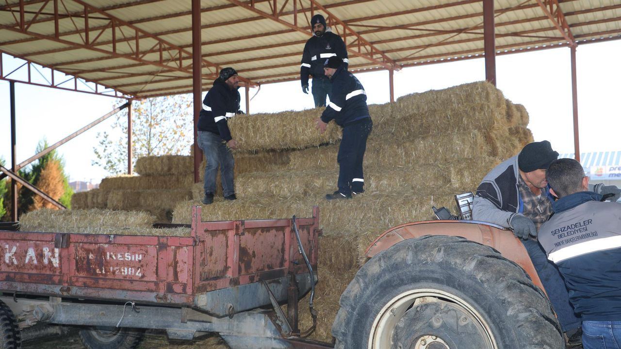 Şehzadeler Belediyesi tarım projesi ile üreticinin elini güçlendirdi -  Manisa Meydan Gazetesi
