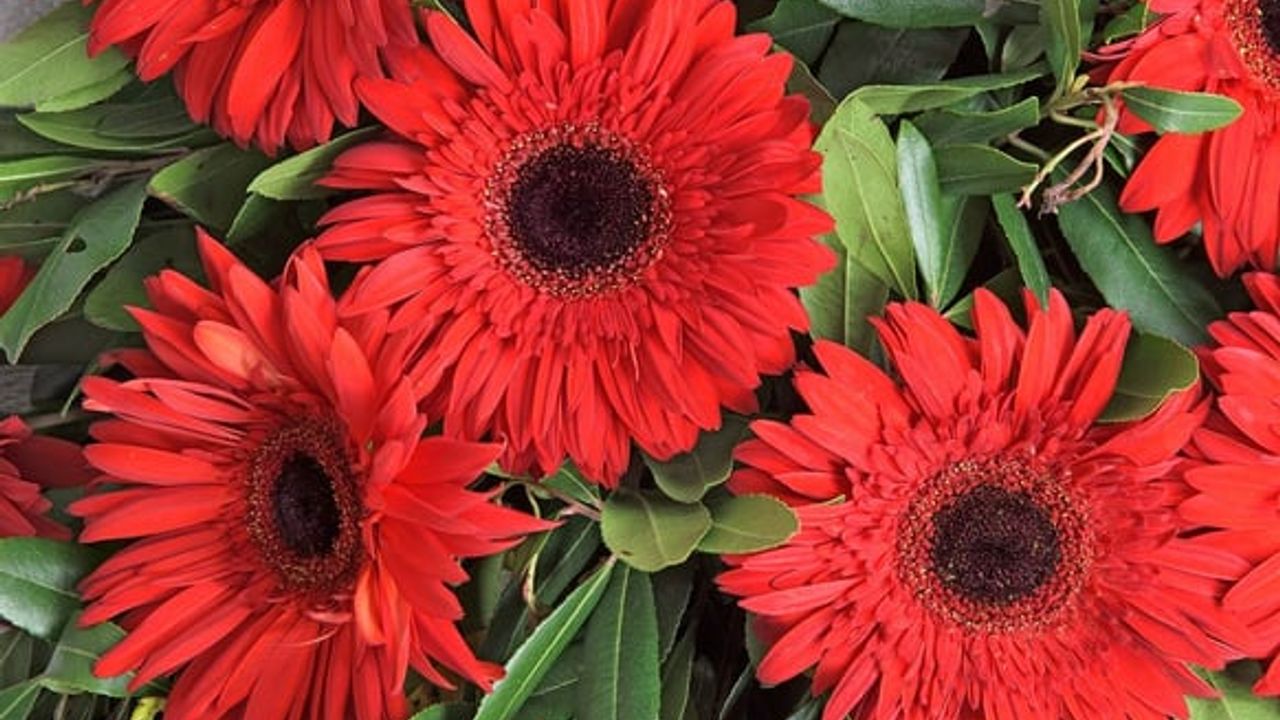 Gerbera Çiçeği Anlamı Nedir? Kırmızı, Turuncu, Beyaz Gerbera çiçeğinin manası nedir? Gerbera kokar mı?
