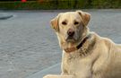 Bankada mahsur kalan köpek alarm sistemini devreye soktu: Çevredekiler hırsız var sandı