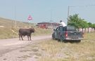 Kesimden kaçan tosun, uyuşturucu iğneyle sakinleştirildi