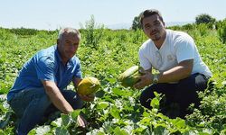 Altınbaş kavununda üretim kuşaktan kuşağa devam ediyor