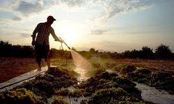 Sarıgöl'de tarım işçi ücretleri belirlendi