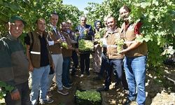 “SUPERİOR SEEDLESS” ÇEŞİDİ İHRACATLIK ÜZÜMDE HASAT BAŞLADI