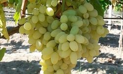 Superior Seedless’ üzümde kesim ve ihracat tarihi belli oldu