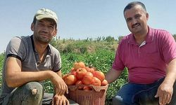 Sarıgöl’ün yerli tohumdan üretilen domatesleri sofraları süslüyor