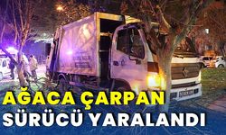 AĞACA ÇARPAN SÜRÜCÜ YARALANDI