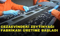 Cezaevindeki zeytinyağı fabrikası üretime başladı 