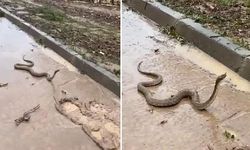Sel felaketi! Şanlıurfa'da yılanlar ortaya çıktı