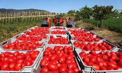 Domates ihracatında 1 milyar doların yolu açıldı