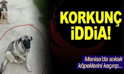 Manisa’da, “sokak köpeklerini kaçırıp dövüş köpeklerine boğdurtuyorlar” iddiası 