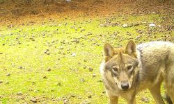 Manisa'daki fotokapan görüntüleri belgeselleri aratmadı