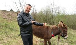 Pendik'te, internetten 7 bin 500 TL'ye satışa çıkarılan eşek ilgi odağı oldu