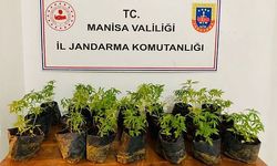 MANİSA'DA 628 KÖK KENEVİR BULUNDU