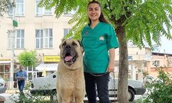 Bin kedi ve köpeğe mikroçip takıldı