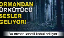 Dünya'nın en tehlikeli ormanlarından biri olan Epping Ormanı'nda neler oluyor?