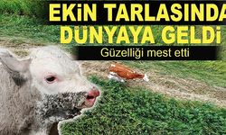 Ekin tarlasında doğan buzağı dron ile bulundu