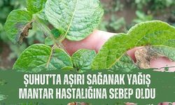 Şuhut’ta Aşırı Sağanak Yağış Mantar Hastalığına Sebep Oldu