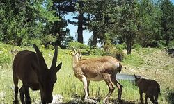 Doğaya Salınan Yaban Keçileri Üremeye Başladı