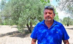 İKLİM DEĞİŞİKLİĞİ ZEYTİNYAĞINI DA VURDU