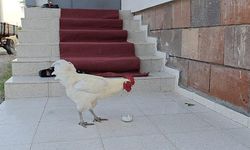 Kesme şekerci horoz görenleri şaşırtıyor