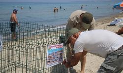 Kuşadası'nın tertemiz plajları caretta caretta yuvalarına ev sahipliği yapıyor