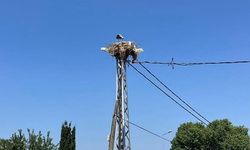 Leylek yavruları için yol inşaatı durduruldu