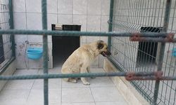 Sokak Köpeği Çocuğa Saldırdı