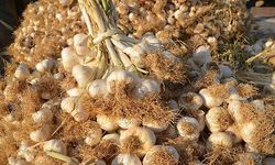Taşköprü Sarımsağı pazara indi: 20 ile 45 TL arasında alıcı buluyor