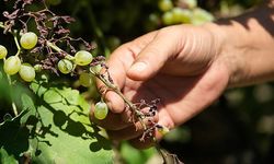 Dünyaca ünlü üzümü mildiyö vurdu, rekolte düştü