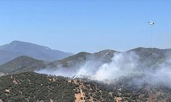 Muğla'da zeytinlik ve makilik alanda çıkan yangın söndürüldü