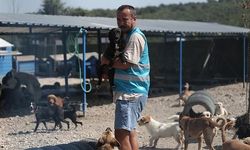 Pandemide dost ve arkadaş olan cins köpekler kaderine terk edildi