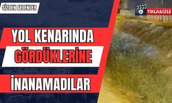 Sizden Gelenler, İzmir Narlıdere'de Yol Kenarında Domuz Görüldü