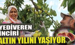 Yediveren inciri altın yılını yaşıyor