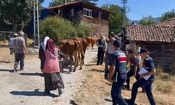 Ahırdaki İnekleri Çalan Hırsızlar Jandarmadan Kaçamadı