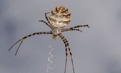 Dünyanın en zehirli örümceği Sivas'ta 
