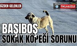 Manisa'da başıboş sokak köpekleri sorunu devam mı ediyor