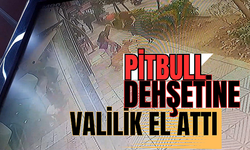 Manisa'da dehşet saçan pitbull yakalandı