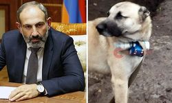 Paşinyan, Köpekten Medet Umdu!