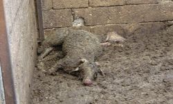 Kurt sürüsü koyunlara saldırdı: 15 koyun telef oldu