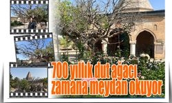 700 Yaşındaki Dut Ağacı, Zamana Meydan Okuyor