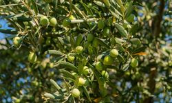Kırkağaç zeytin nöbetinde