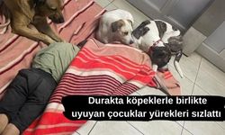 Durakta köpeklerle birlikte uyuyan çocuklar yürekleri sızlattı