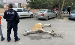 Başıboş at sokak ortasında yere yığıldı