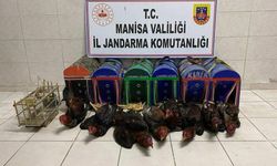 Kıraathaneyi horoz dövüşü ringine çevirmişler