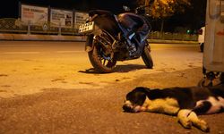Yola atlayan başıboş köpek, motosiklet sürücüsünün ölümüne neden oluyordu