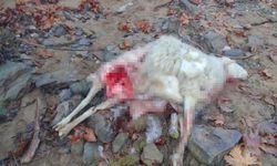 Manisa'da aç kalan kurtlar, koyun sürüsüne saldırdı