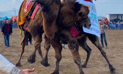 Alaşehir'de deve güreşi kültürü yaşatılıyor
