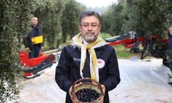 Bakan Yumaklı Zeytin Hasadında