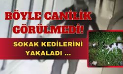 Sokak kedilerini toplayıp evinde öldürdü