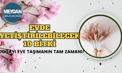 Evde Yetiştirilebilecek 10 Bitki: Doğayı Eve Taşımanın Tam Zamanı!